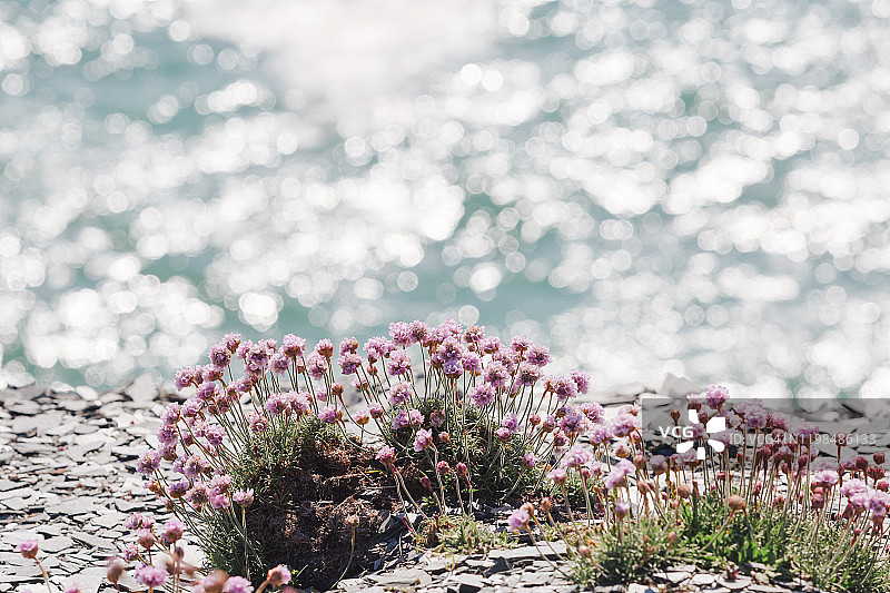 廷塔agel附近的海石竹图片素材