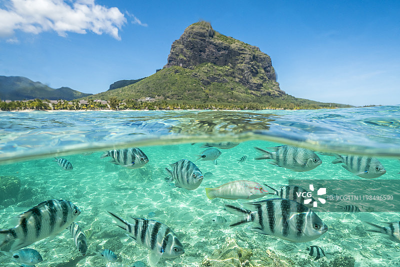 印度洋毛里求斯珊瑚礁波浪下的热带鱼图片素材
