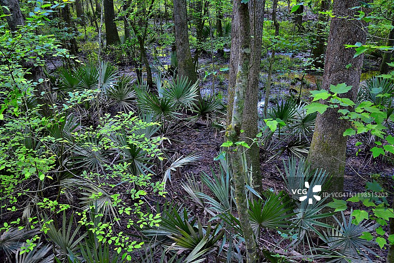康加里洪泛区的灌木丛和生命图片素材