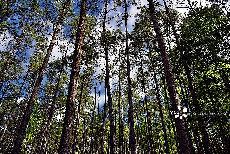 我们是故事讲述者：这是我的森林故事图片素材