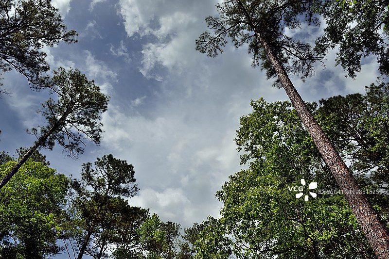蓝天下高耸松树的停车场景观图片素材