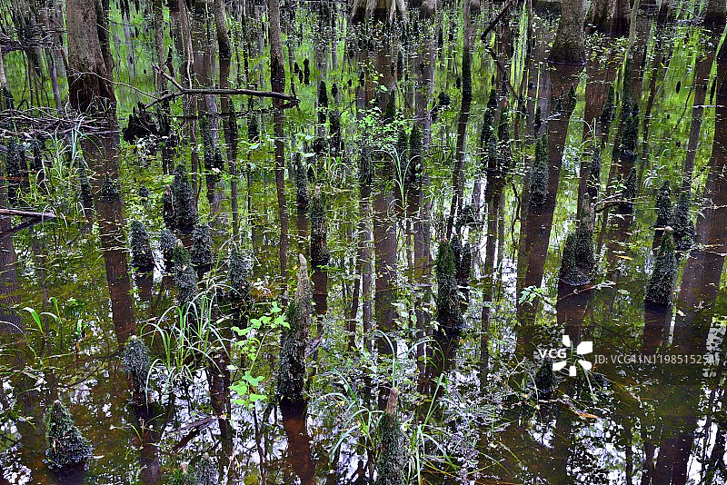 我来记录我们周围树木的美丽图片素材