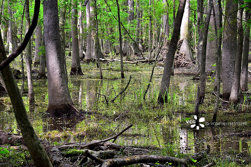 深入树林，发现奇妙事物图片素材