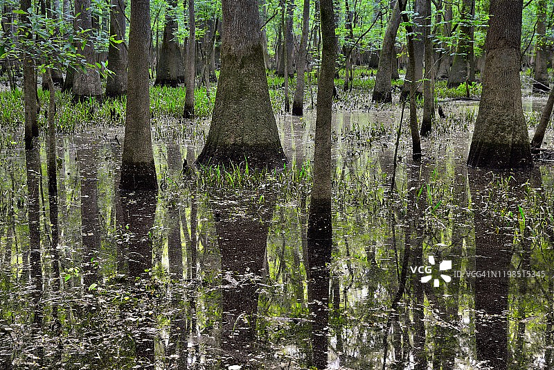置身树林，涤荡灵魂图片素材