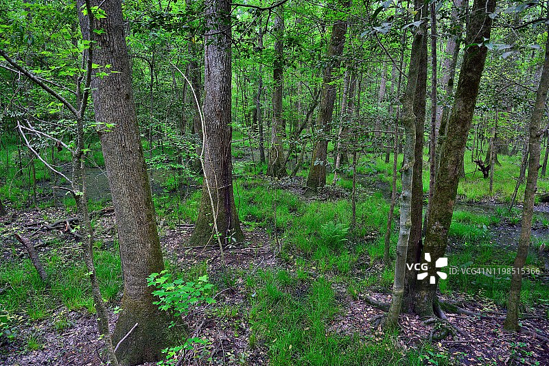 我被召唤到树林中行走图片素材