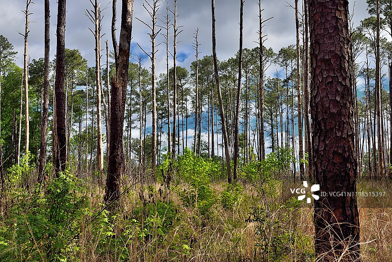 你喜欢身处树木的奇景中吗？图片素材