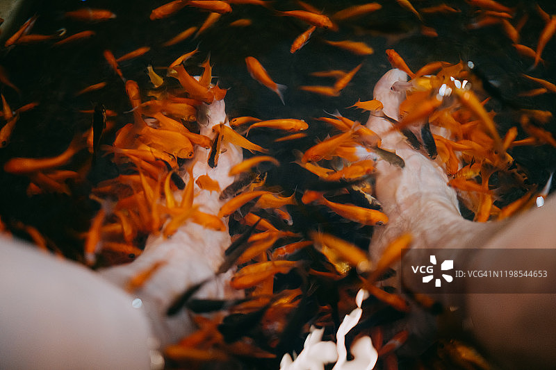 医生鱼清洁双脚，中国台湾图片素材