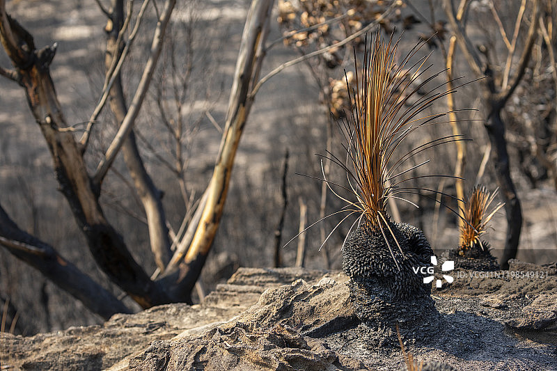 澳大利亚的烧焦景观，有烧焦的草树、岩石、森林火灾、丛林大火图片素材
