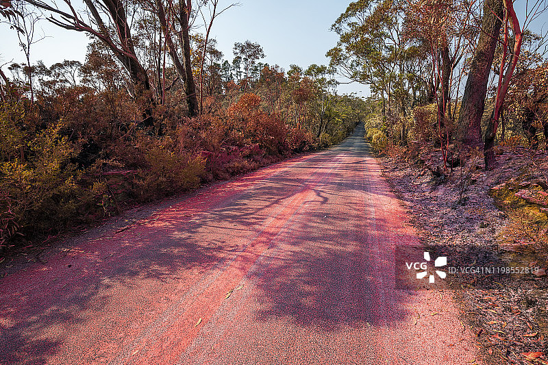 澳大利亚蓝山覆盖着粉红色或红色阻燃剂的森林道路图片素材