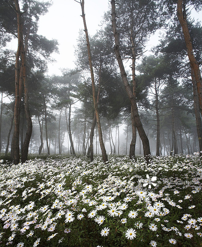 多雾天气下的井邑市西伯利亚菊花景观，韩国图片素材