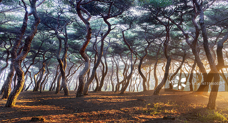 韩国安康松树林日出图片素材