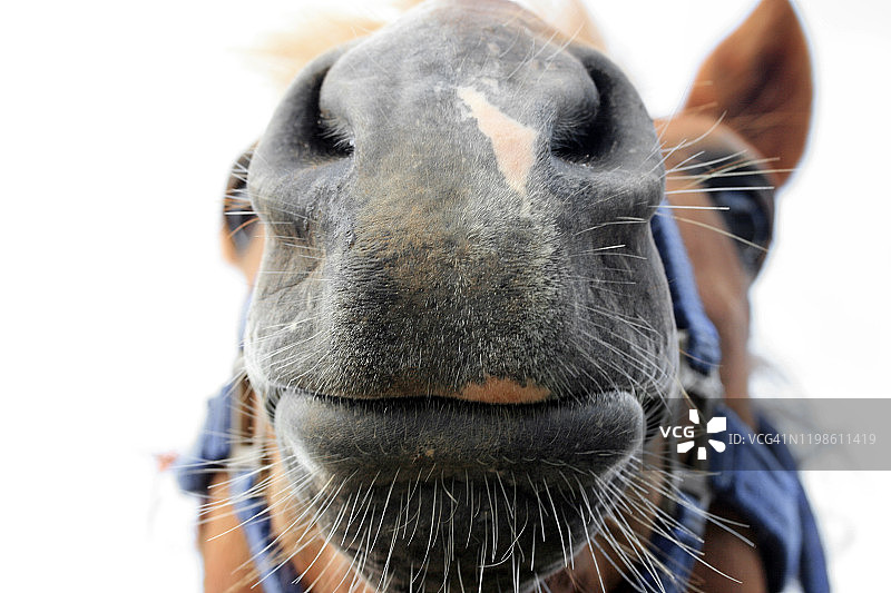 大声的笑图片素材