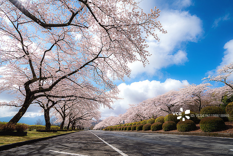 日本静冈县樱花隧道图片素材