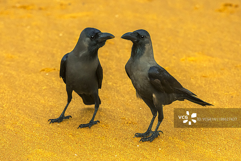 两只乌鸦图片素材