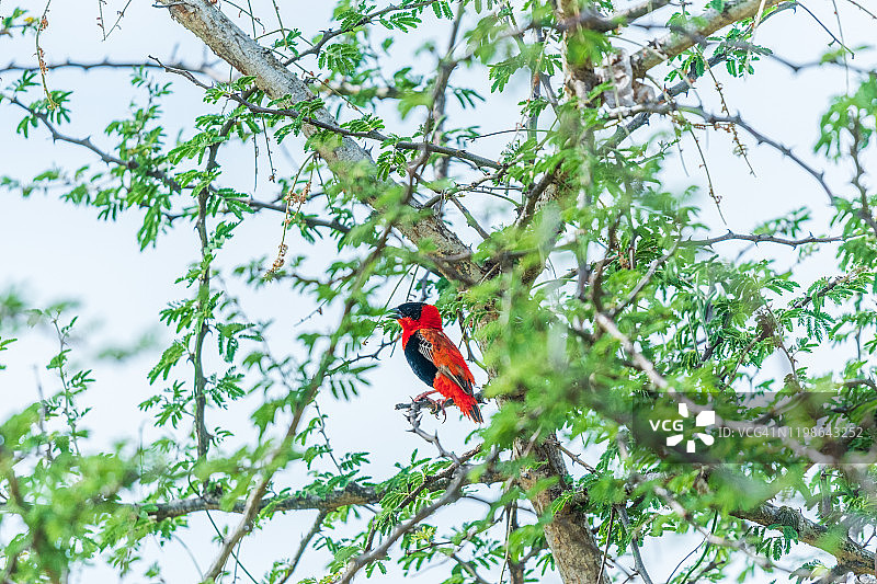 北方红主教鸟(Euplectes franciscanus)图片素材