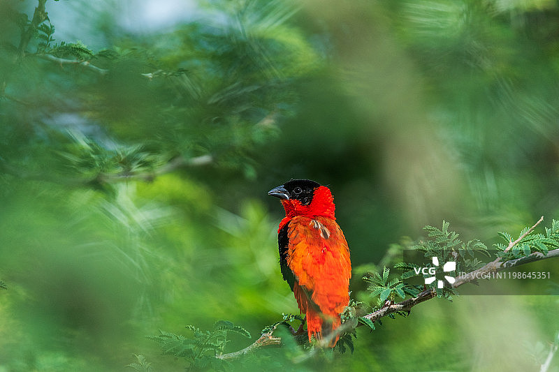 北方红主教鸟(Euplectes franciscanus)图片素材