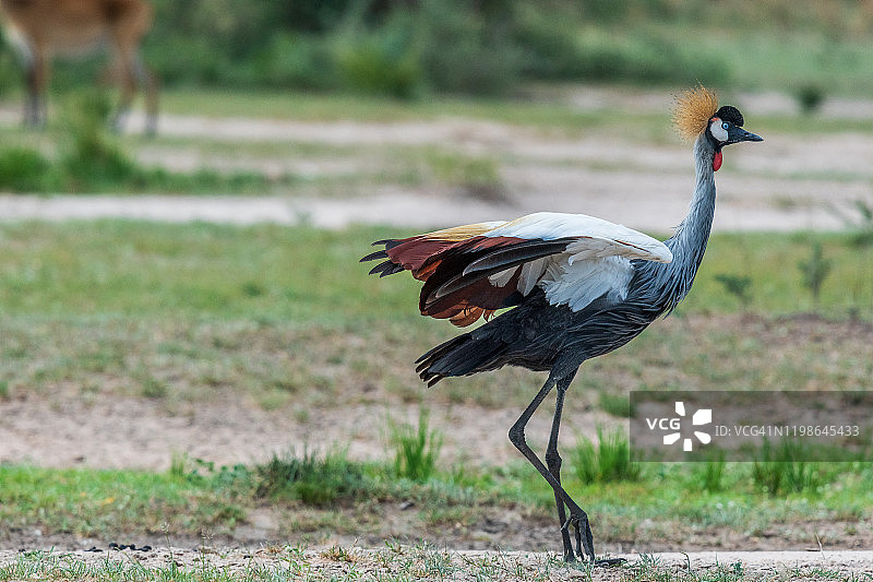 灰冕鹤图片素材