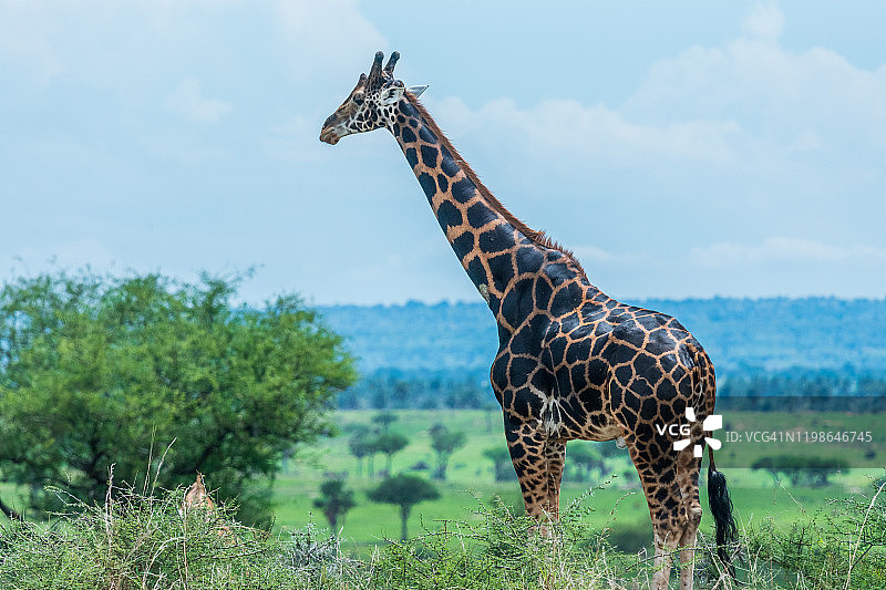 罗斯柴尔德长颈鹿图片素材