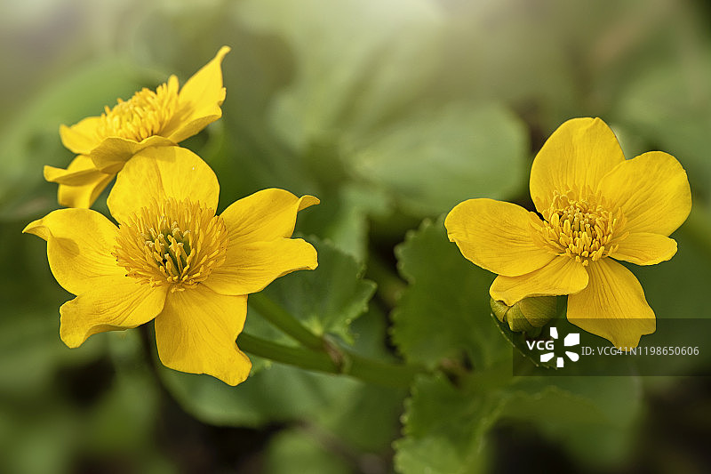 春天盛开的翠菊黄色花朵特写图片素材