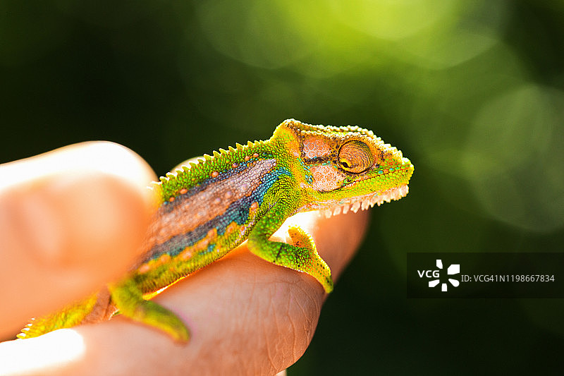 儿童手持侏儒变色龙图片素材
