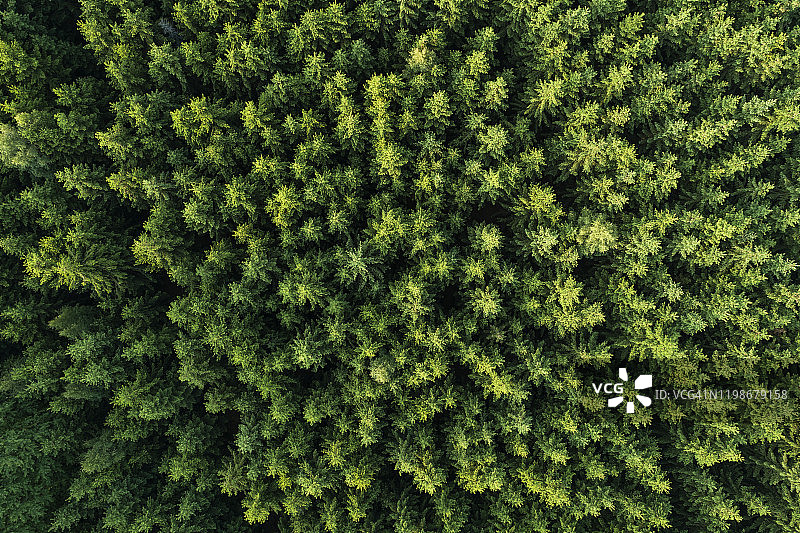 德国图林根州萨勒-奥拉区的针叶树森林航拍图片素材