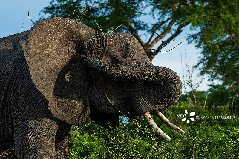 非洲丛林象图片素材