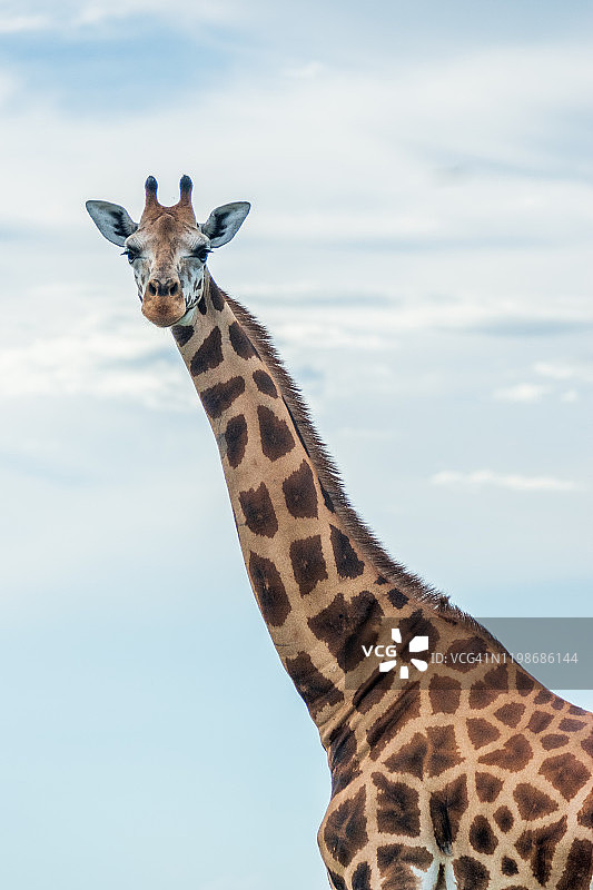 罗斯柴尔德长颈鹿图片素材