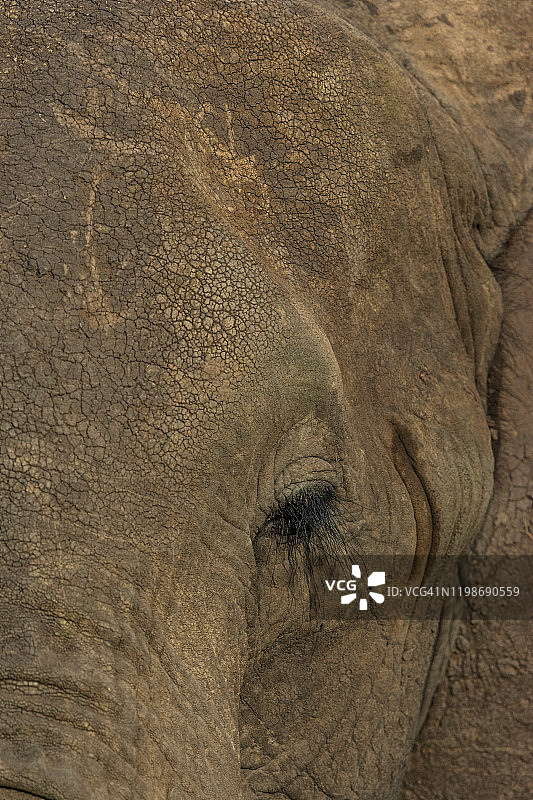 非洲丛林象图片素材