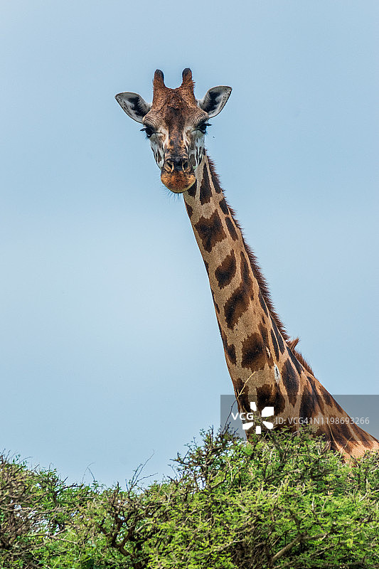 罗斯柴尔德长颈鹿图片素材