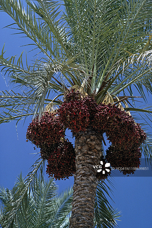 结满枣椰的棕榈树图片素材