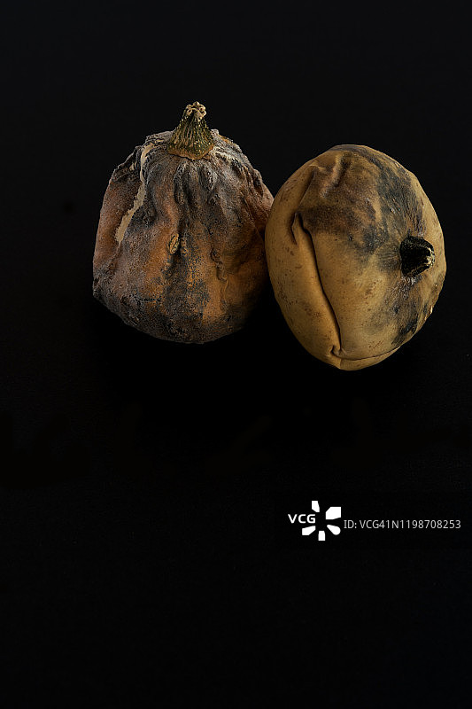 黑色背景上的两个发霉南瓜图片素材