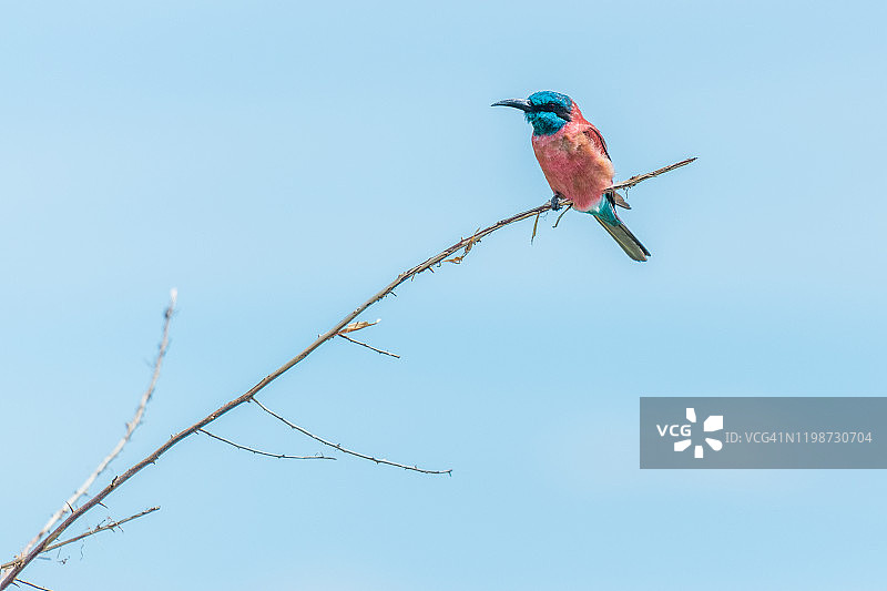 北红蜂虎图片素材