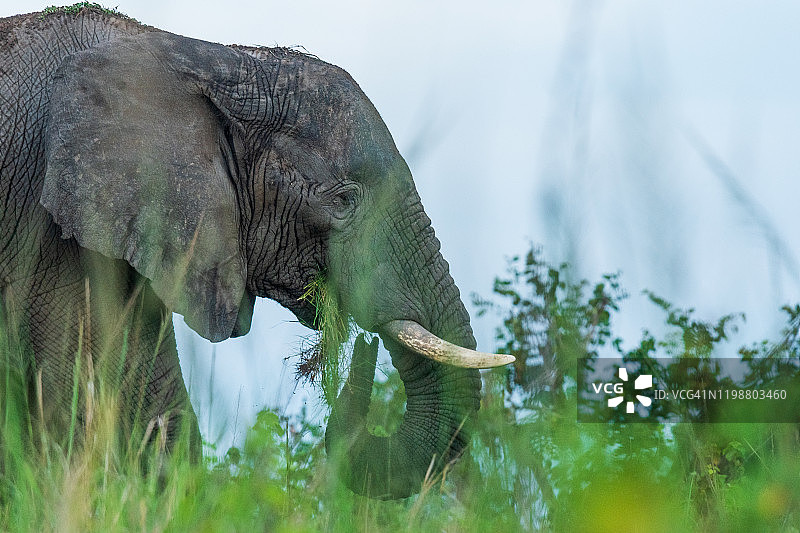 非洲丛林象图片素材