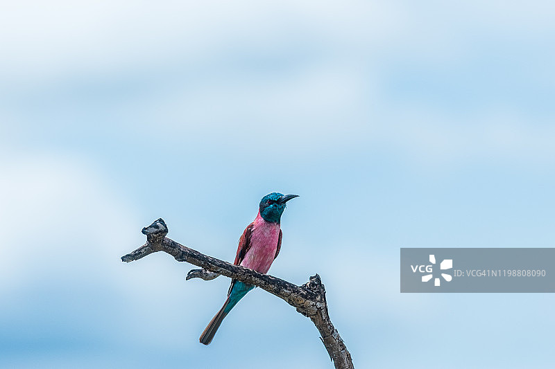 北红蜂虎图片素材