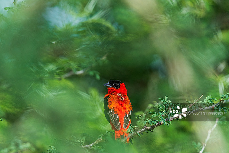 北方红主教鸟(Euplectes franciscanus)图片素材