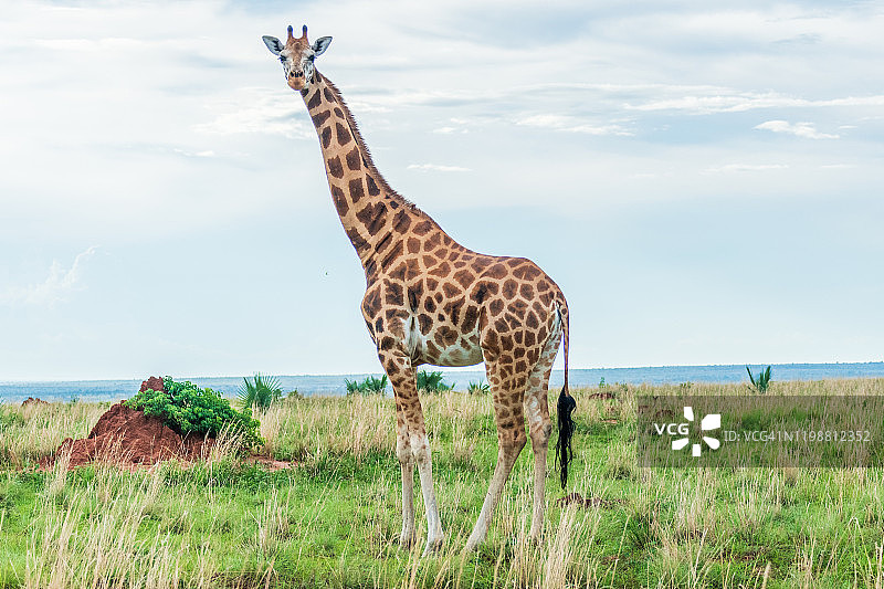 罗斯柴尔德长颈鹿图片素材