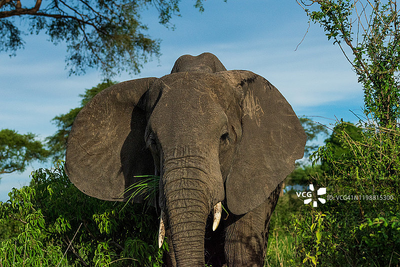 非洲丛林象图片素材
