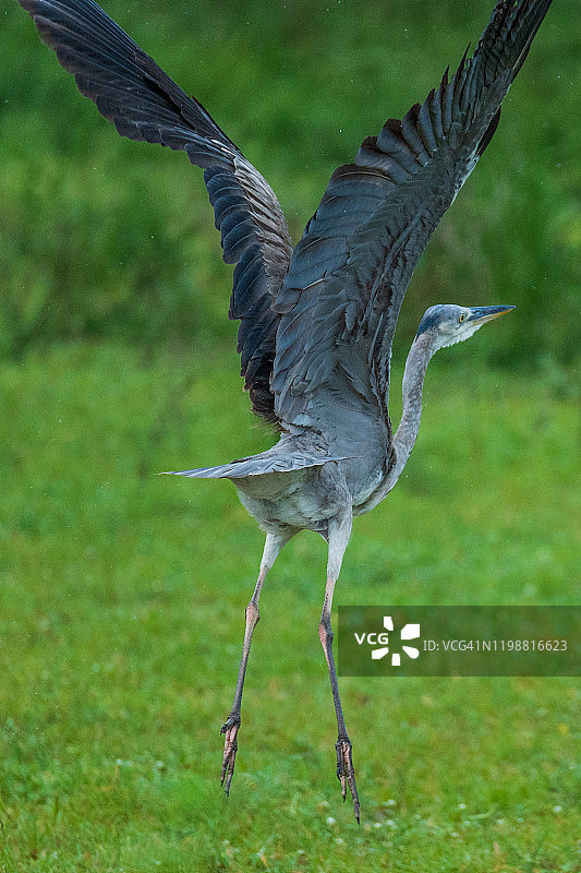 黑头鹭图片素材