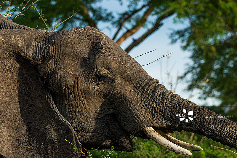非洲丛林象图片素材