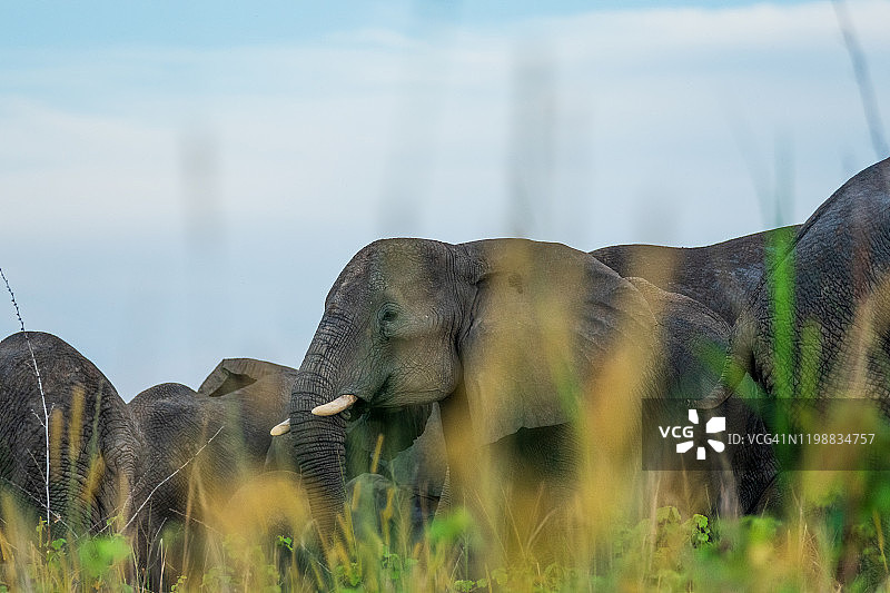 非洲草原象图片素材