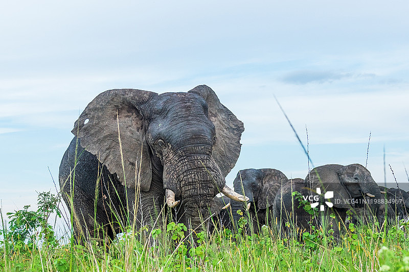 非洲草原象图片素材