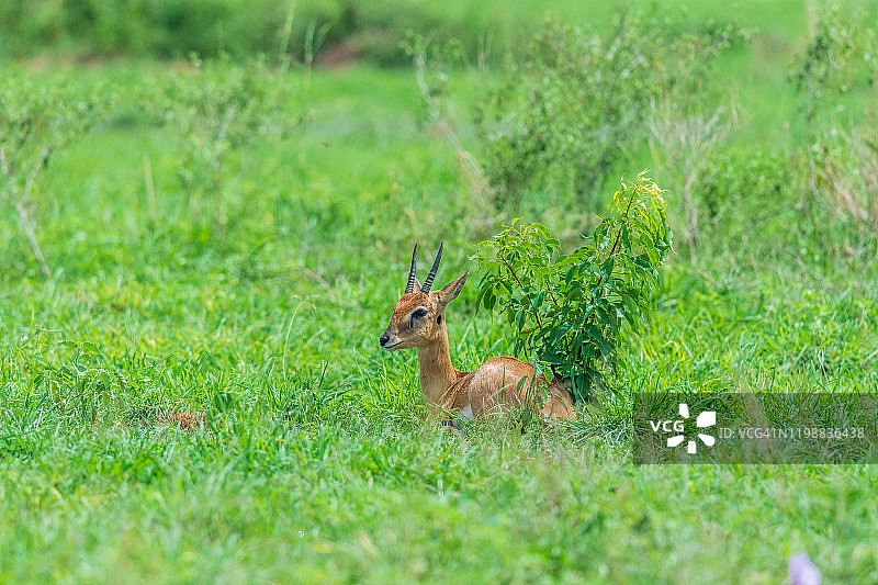 小羚羊图片素材