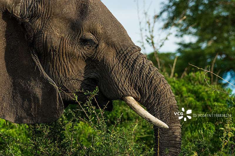 非洲丛林象图片素材