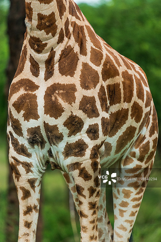 罗斯柴尔德长颈鹿图片素材