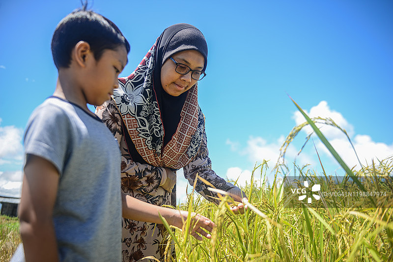 穆斯林母子在稻田中游览图片素材