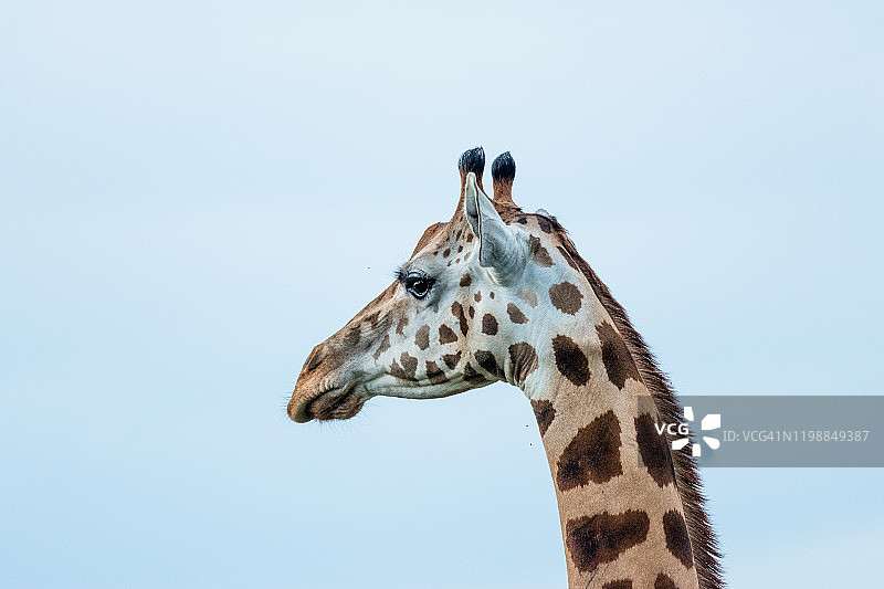 罗斯柴尔德长颈鹿图片素材