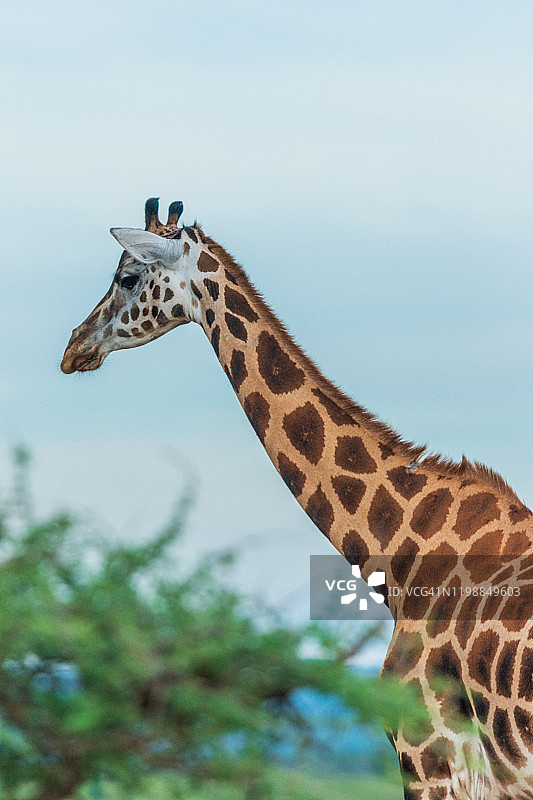 罗斯柴尔德长颈鹿图片素材