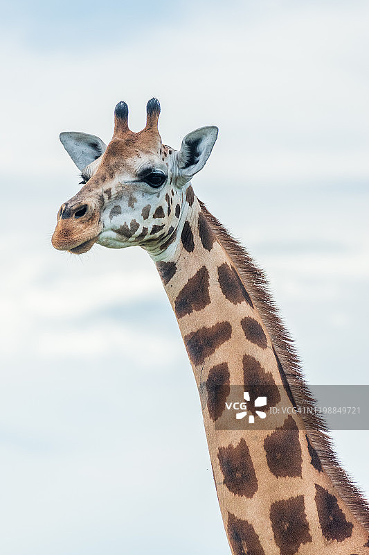 罗斯柴尔德长颈鹿图片素材