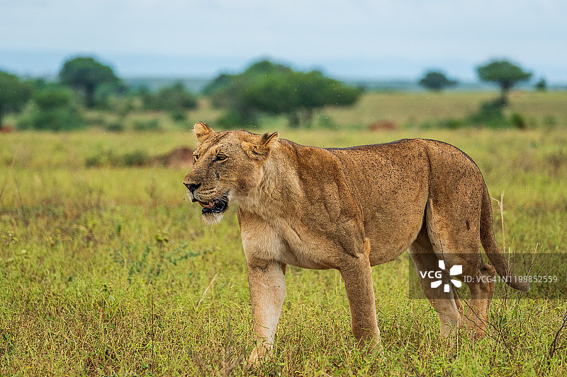 非洲狮（Panthera Leo Leo）图片素材