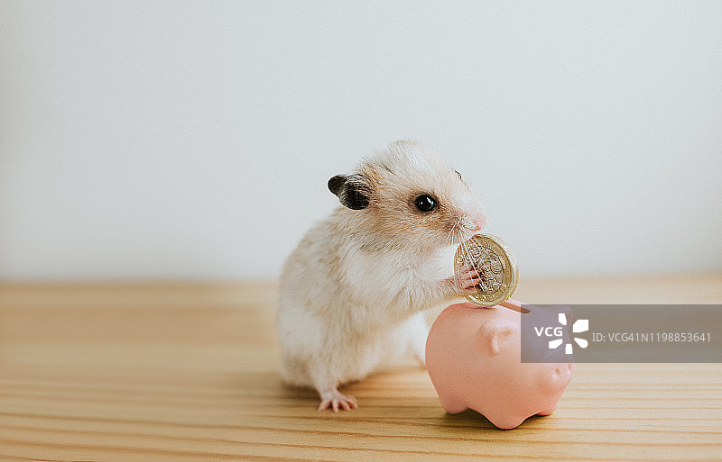 仓鼠和储蓄罐图片素材